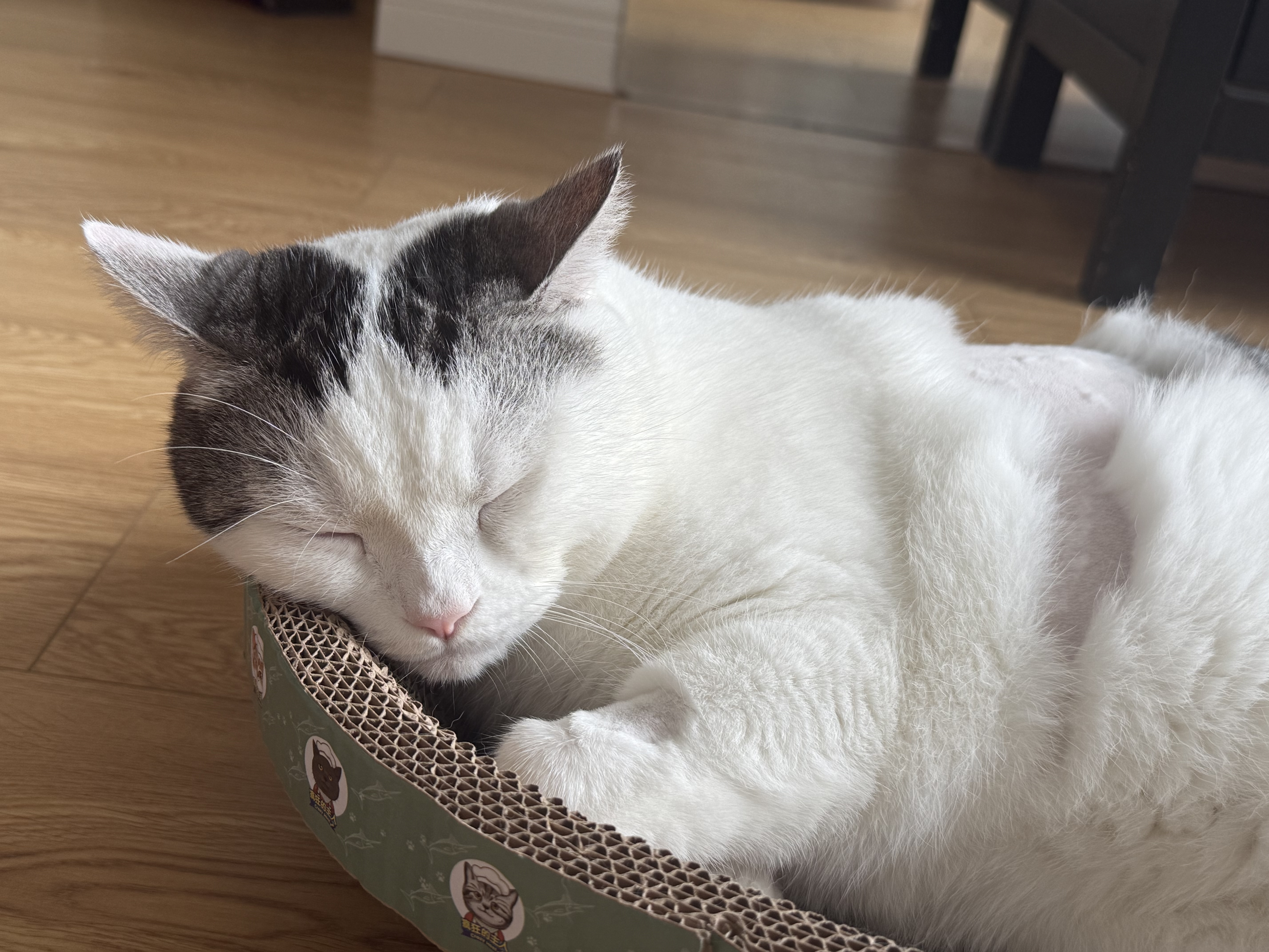 疯狂的主人猫抓板窝碗形超大号猫抓盆不掉屑猫窝宠物猫玩具瓦楞纸猫爪板 实拍图