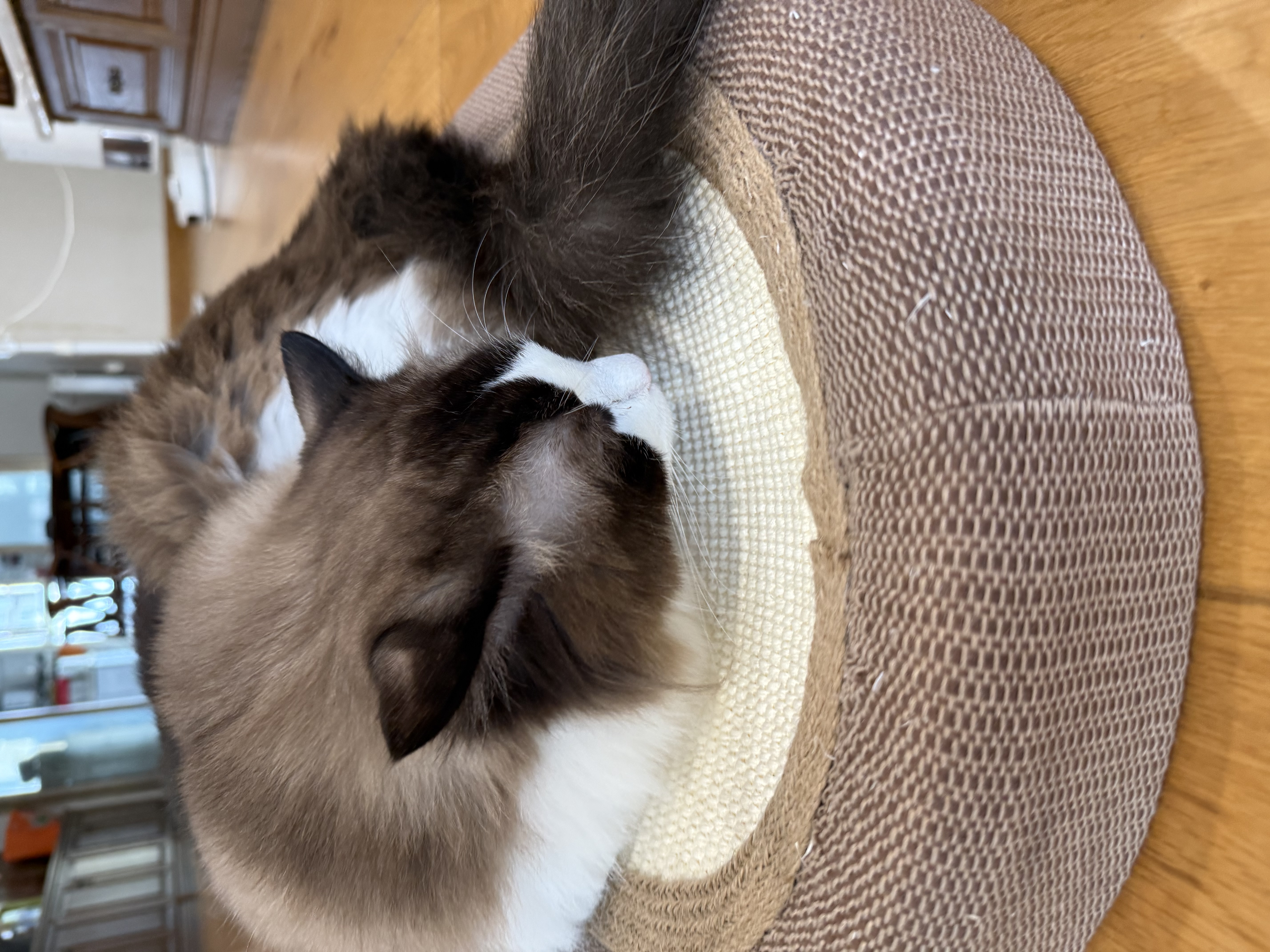 喵丽丝剑麻猫抓板猫窝一体耐磨不易掉屑猫咪玩具猫爪板耐抓四季通用抓盆 65CM超大剑麻垫款 实拍图