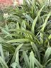 爱丽思（IRIS）种菜盆蔬菜种植箱塑料特大号阳台种菜专用箱神器户外花箱种花菜盆 【2个】(50cm长)绿色 送隔网 实拍图