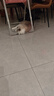 丸味猫零食冻干鸡脖100g*3 磨牙洁齿猫咪狗狗宠物零食幼成猫主粮伴侣 实拍图
