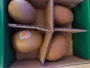 佳沛（zespri）新西兰阳光金果4粒装单果约103-114g 猕猴桃新鲜水果源头直发 实拍图