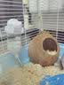 布卡星仓鼠白色水壶不锈钢滚珠防漏立式喝水龙猫荷兰猪用品80ml 实拍图