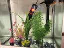萌嘟星宠仿真水草鱼缸造景套装水族箱布景装饰摆件假植塑料假水草 11件套 实拍图