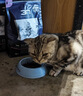 BOTH猫粮全阶段 挑嘴猫粮 海藻鱼油 鸭肉鱼肉猫粮15磅6.8kg 实拍图
