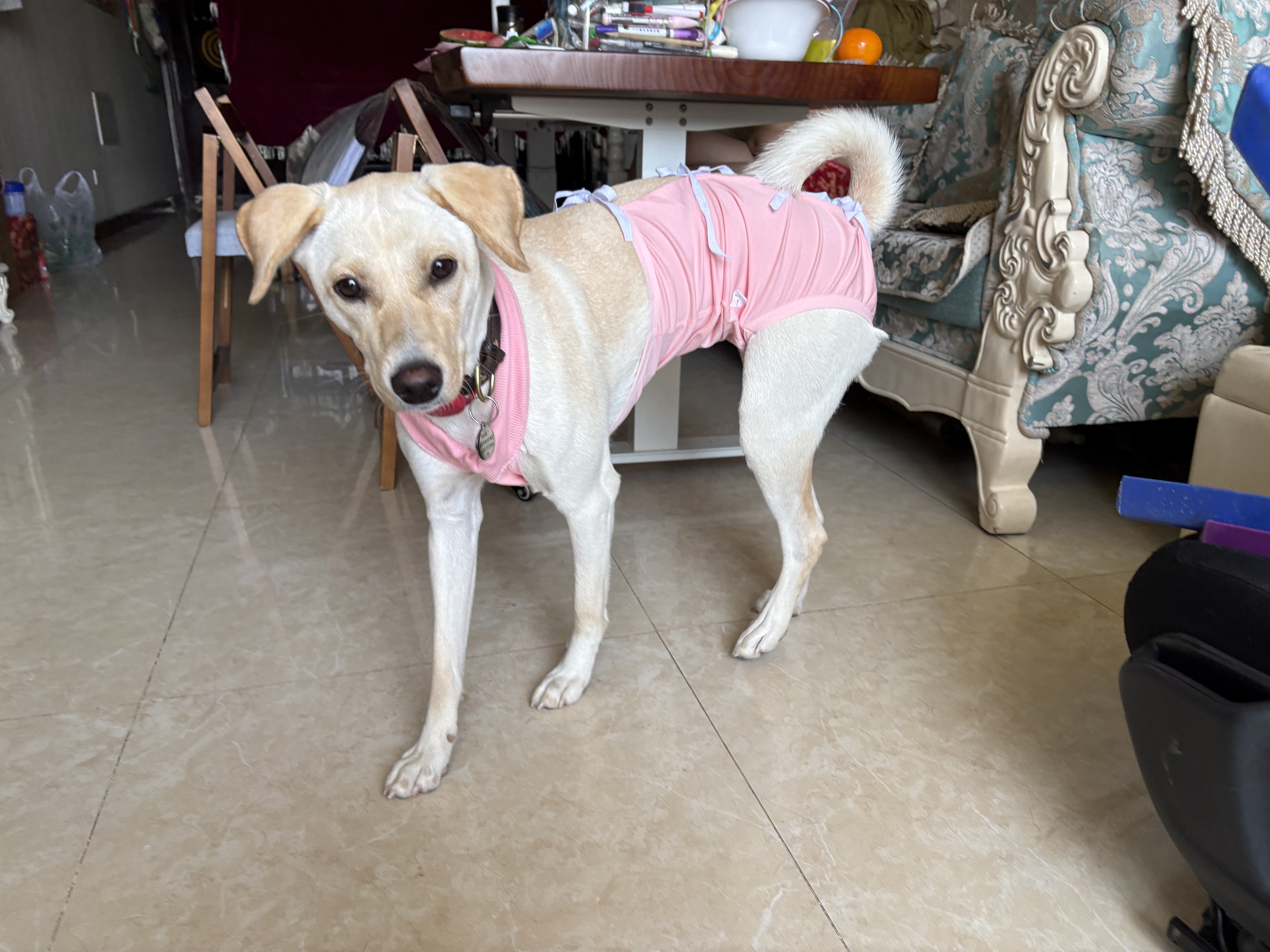 宠号狗狗绝育服母犬四脚衣手术服断奶衣服小中大型犬金毛柯基泰迪比熊 粉色（四季纯棉 绝育仅母犬可用） L 建议20-40斤 实拍图
