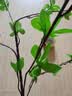 水木然仿真绿植仿真内装饰绿植盆景7叉大尤加利6支装叶花束餐厅插花装饰 实拍图