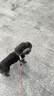 疯狂小狗 狗零食牙倍净洁齿旋风棒宠物幼犬小型犬磨牙棒 猕猴桃配方150g 实拍图