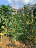 春平赋2026年新鲜干大蒜头大蒜批发红皮蒜干蒜炒菜香 5斤【果径3-5cm]净重4.7斤 实拍图