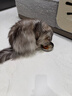诚实一口P40全价猫粮 成猫幼猫高鲜肉长肉美毛养胃鸡鱼+乳鸽口味1.5kg*2包 实拍图