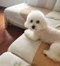 疯狂小狗 狗粮小型犬比熊专用 宠物幼犬成犬通用7.5kg15斤 实拍图