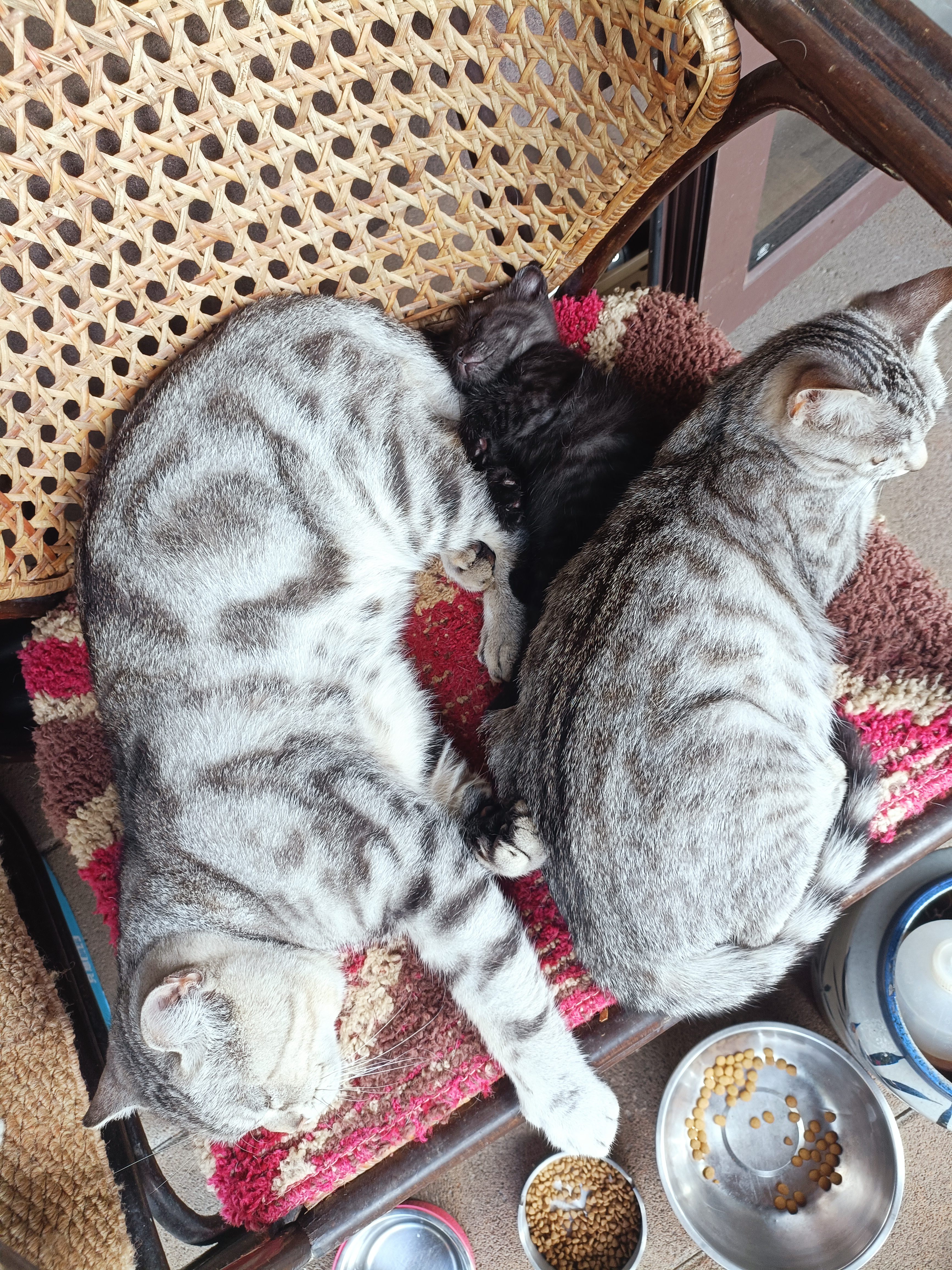 冠能猫粮室内成猫猫粮10kg 全价猫粮 添加膳食纤维 控制毛球 实拍图