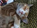 疯狂的主人 猫抓板窝超大号猫玩具猫爪板猫抓盆不掉屑猫窝碗形圆形瓦楞纸 实拍图