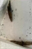 大鳜鱼苗批发淡水养殖食用附近本地桂花斑鳜特大号规格冷水观赏鱼贵桂鱼苗 正宗鳜鱼苗4-5厘米3条【送2条防损】 晒单实拍图