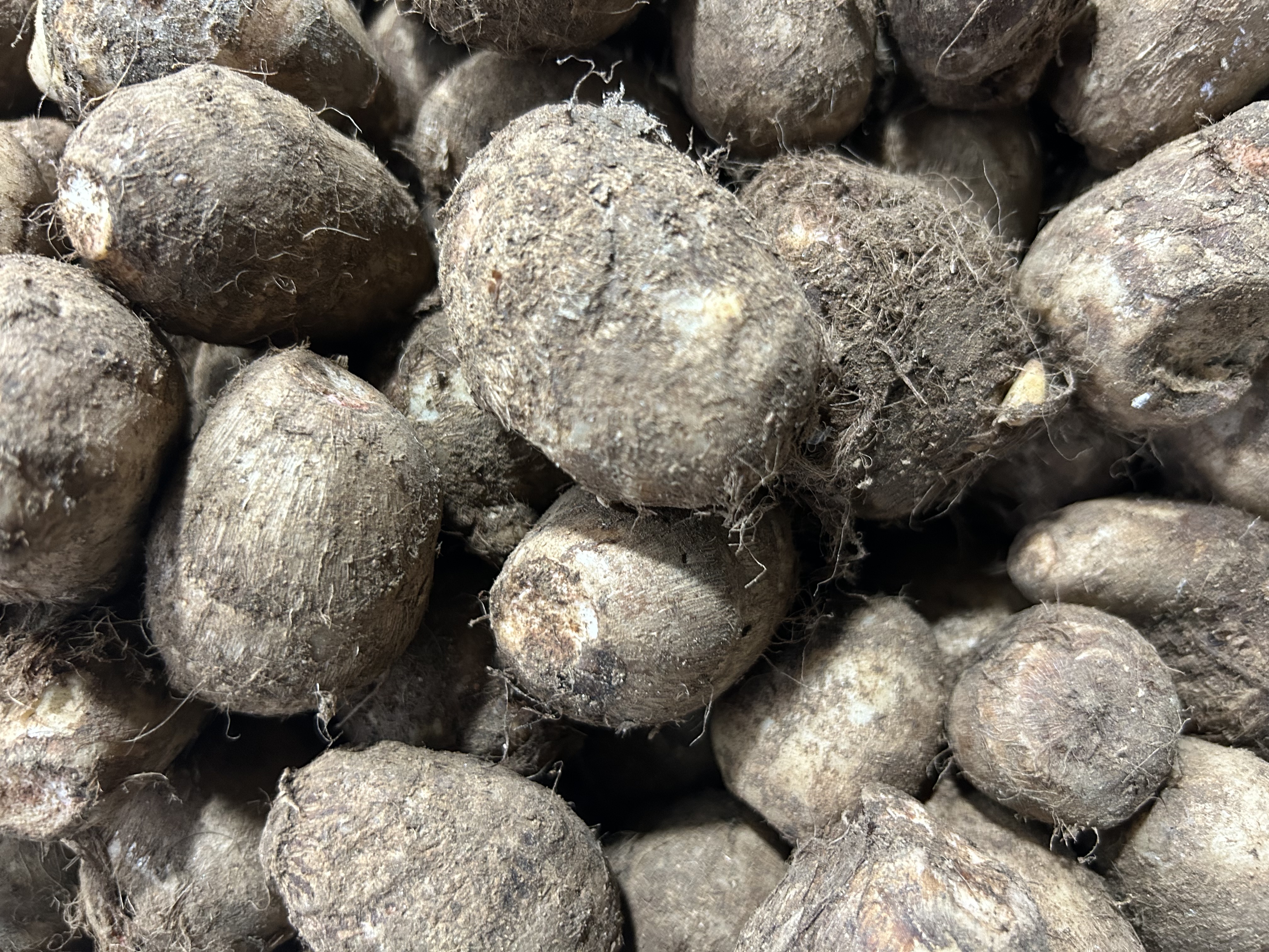 京鲜生山东牛奶小芋头 净重4.5斤中果25g+ 源头直发 蔬菜辅食 自营包邮 实拍图