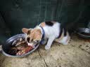 【端午特惠】可爱小狗项圈猫咪狗狗项圈防丢铃铛可调节项链饰品 粉色 均码/可调节大小 实拍图