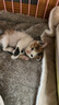 皇家（ROYAL CANIN）猫粮慕斯猫罐头湿粮奶糕幼猫粮全价粮 猫咪主食级罐头BMC 【585g 猫奶糕罐头】195g*3罐 实拍图