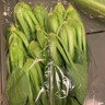 上海青约500g(油菜) 实拍图