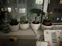 九千谷 陶瓷花盆中号简约个性绿植花卉透气盆带托盘 4个组合套装9249 实拍图
