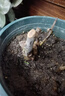 玫瑰花苗老桩绿植物盆栽月季蔷薇老根室内外阳台庭院特大花卉四季 31卡罗拉（老桩苗四季开花） 实拍图
