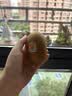 佳沛（zespri）新西兰阳光金奇异果10粒巨大果单果146-175g 猕猴桃水果礼盒 实拍图