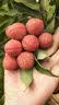 佳沛（zespri）新西兰阳光金果10个装单果重约103-114g 水果礼盒 猕猴桃 实拍图