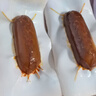 双汇玉米热狗肠32g*60支整箱火腿肠休闲零食香肠方便面伴侣方便面 实拍图