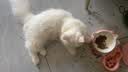 麦富迪猫粮 超肉粒冻干双拼幼猫粮免疫护肠胃 三文鱼2kg*3 实拍图