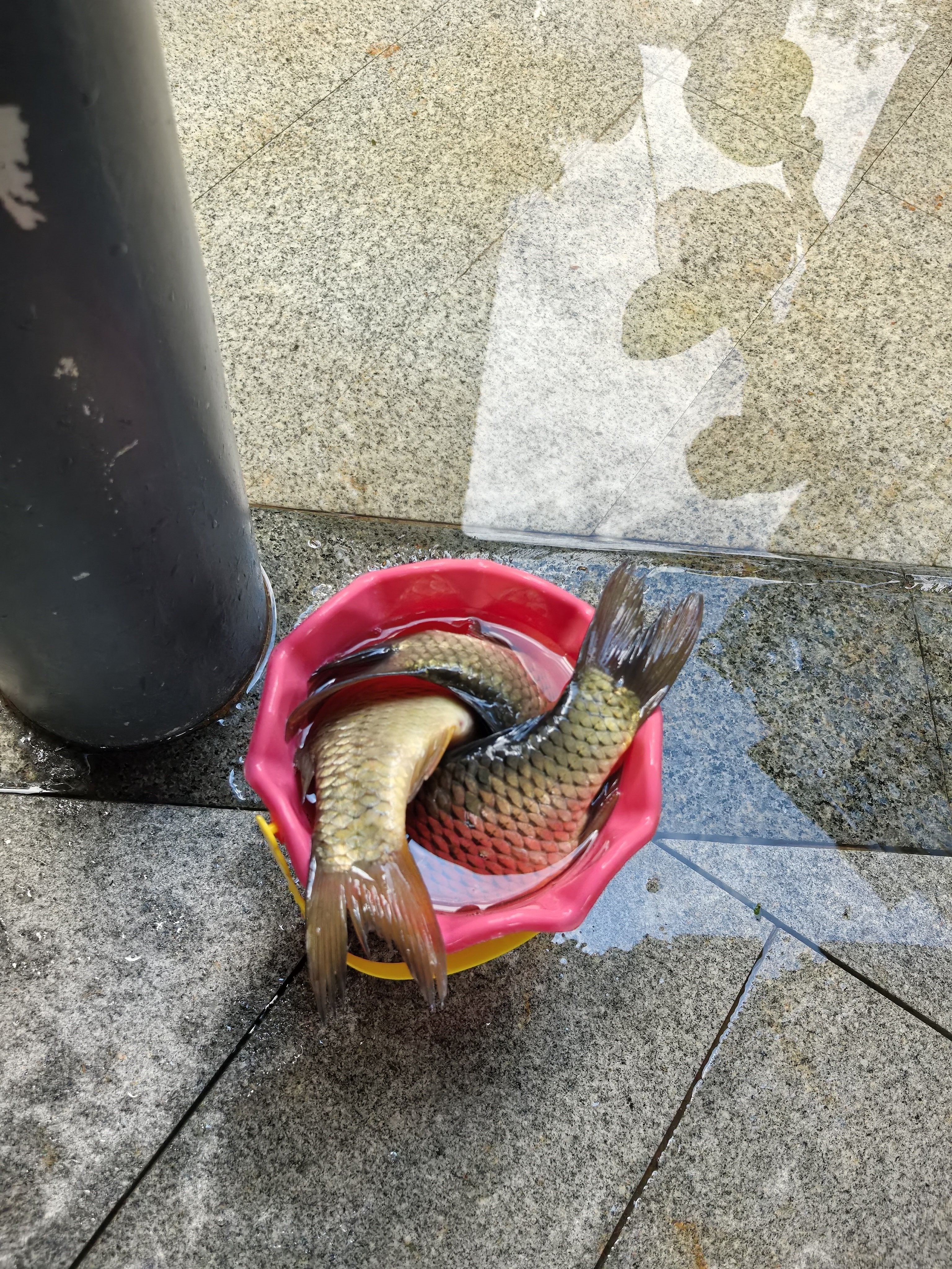 licheers鹦鹉饲料玄凤虎皮鸟粮十合一混合鸟类食品牡丹文鸟专用粮食1200ml 实拍图