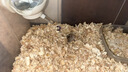 CARNO PET PRODUCTS卡诺nono仓鼠磁吸水壶金丝熊饮水器荷兰猪花枝鼠豚鼠喂水器220ML 实拍图