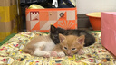 欢宠网猫玩具猫咪逗猫棒猫薄荷球不倒翁自嗨神器自己玩解闷猫猫小猫幼猫 实拍图