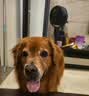 醇粹黑标狗粮无谷冻干犬粮大型犬成犬幼犬通用鸡肉鱼肉狗粮15kg囤货装 实拍图