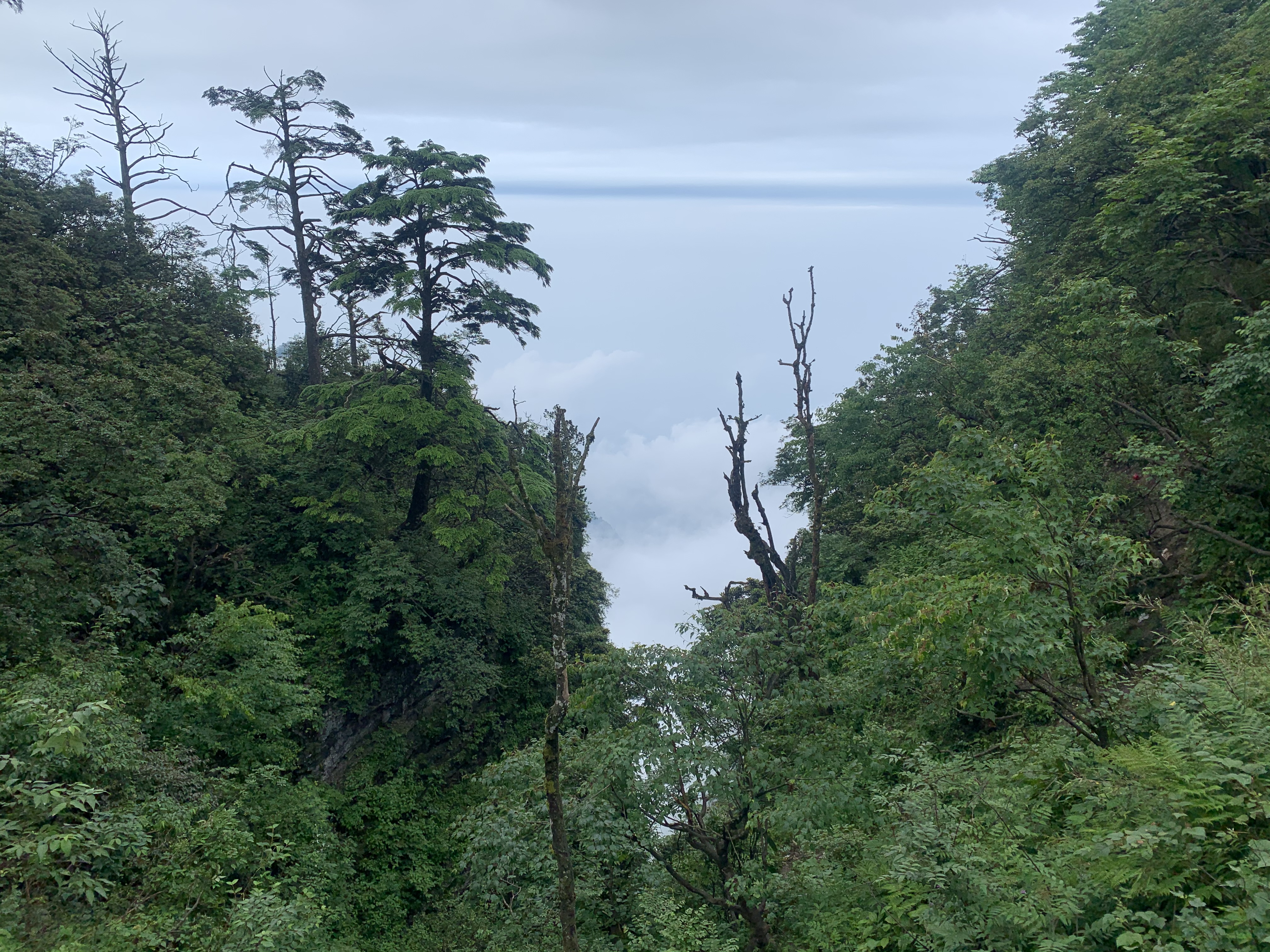 默小吉 尝萃沙棘原浆1L(500ml*2盒) 鲜榨沙棘VC果汁 富含维生素C沙棘油 实拍图