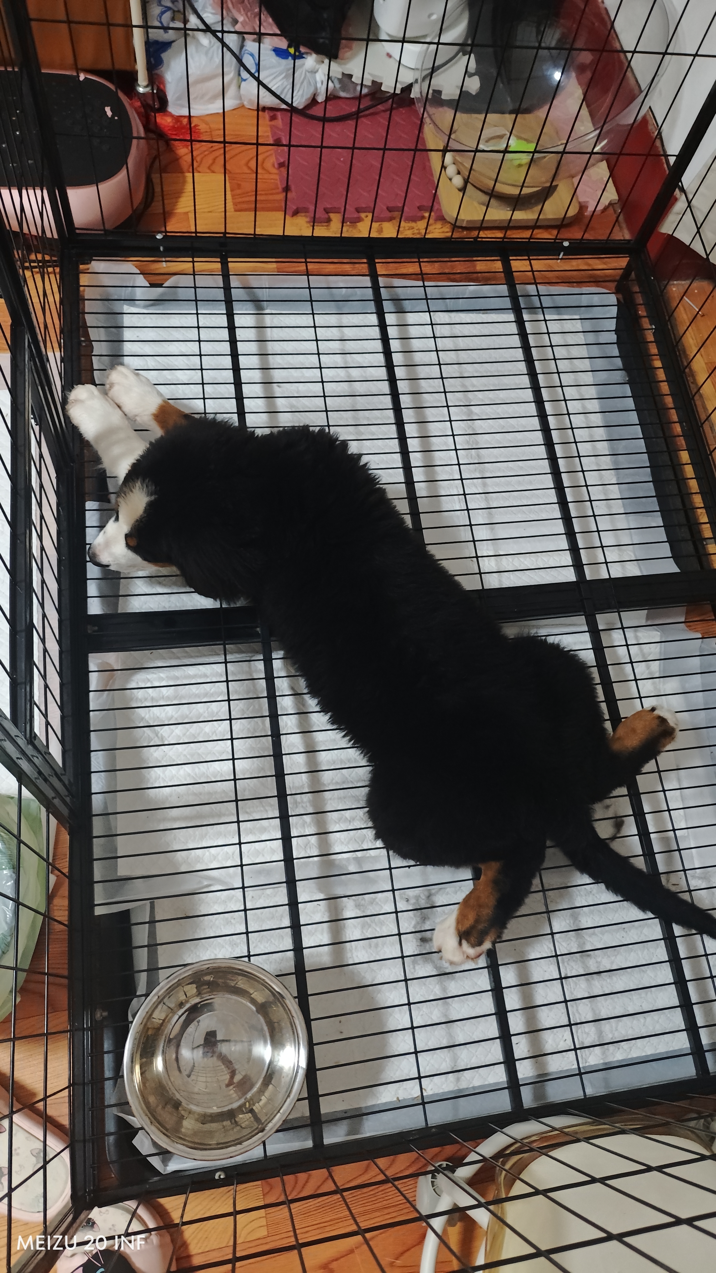 腆宠狗笼狗窝狗笼子大型犬中小型犬带厕所猫笼家用室内宠物笼子狗围栏 实拍图
