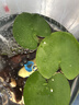 水培一叶莲浮萍迷你水草净化水质鱼缸造景睡莲花水生水养花卉植物 一叶莲 【5片装】尺寸8-11厘米 实拍图