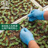 寿禾百日草种子混色重瓣庭院盆栽百日菊花卉种子 混色百日草种子250g 实拍图