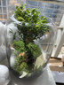 生命之树苔藓微景观桌面生态瓶免打理办公室盆栽真植物耐养礼物 小叶赤楠（成品种好）灰色花盆 实拍图
