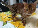 弗列加特猫粮 全价鲜肉天然粮 肠道养护配方 成猫粮乳鸽味2kg【宠物金选】 实拍图