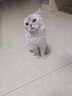 汪野君养猫新手全套用品猫砂盆套装喂食喂水器绒布猫窝猫玩具组合十件套 实拍图