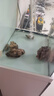 派乐特鱼缸松皮石造景石假山天然小块碎石多孔草缸成品原石片真石头 实拍图