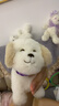 趣巢旺旺家族小狗犬会叫会走路唱歌电动毛绒玩偶仿真小狗儿童玩具 实拍图