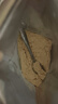 开元鹦鹉奶粉 升级版鸟粮小鸟手养鹦鹉雏鸟饲料营养乳粉幼鸟食 实拍图