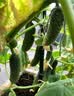 IAM City Farmer盆栽甜椒DIY趣味种植盆栽可食用果蔬种子开学季教师节礼物10097 实拍图