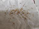 中科茂华瓜果种子茂华小金兰礼品西瓜种子花皮黄肉超小凤種子金福K8 茂华小金兰20粒/袋 实拍图
