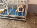 台派狗粮冻干四拼泰迪比熊金毛成犬幼犬全价通用型牛肉狗干粮5kg 实拍图