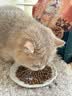 网易严选鲜鸡肉猫粮生骨肉配方宠物主粮幼猫成猫主食级冻干全阶段无谷粮 【试吃装】鲜鸡肉猫粮50g*4 实拍图