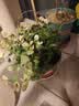 海蒂的花园花叶络石四季常绿好养观叶垂吊植物阳台室内绿植盆栽源头直发包邮 花叶络石14cm 含盆 实拍图