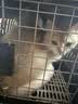 腆宠宠物航空箱小号 猫咪航空箱猫狗 猫包猫笼外出车载猫箱狗狗托运 实拍图