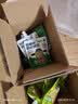 九阳豆浆哈基米南北绿豆浆150g*10袋 京仓现货 实拍图
