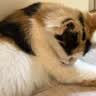 阿柴与猫猫包外出便携超大号双肩背包猫咪狗狗宠物包手提车载笼可折叠猫袋 实拍图