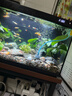 森森鱼缸增氧泵水族箱氧气泵家用小型充氧泵LQE-400 5W双孔+全套配件 实拍图